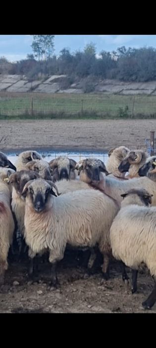 Vând oi turcane bucalai