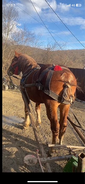 De vanzare mânz de 2ani si 4luni