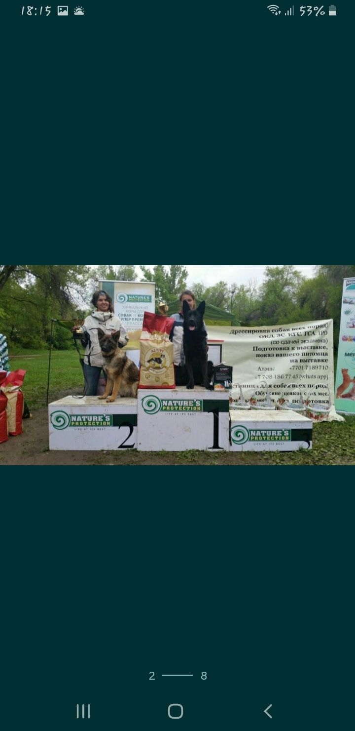 Элитные Подрощенные Щенки немецкой овчарки черного и зонарного окраса