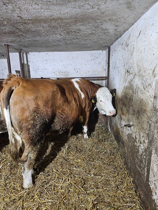 Vând Junincă Bălțată Românească Gestantă