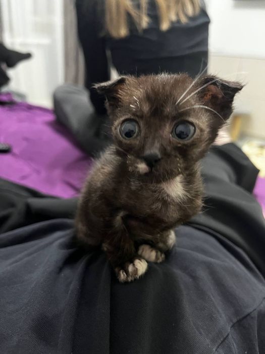 Срочно отдам кошечку