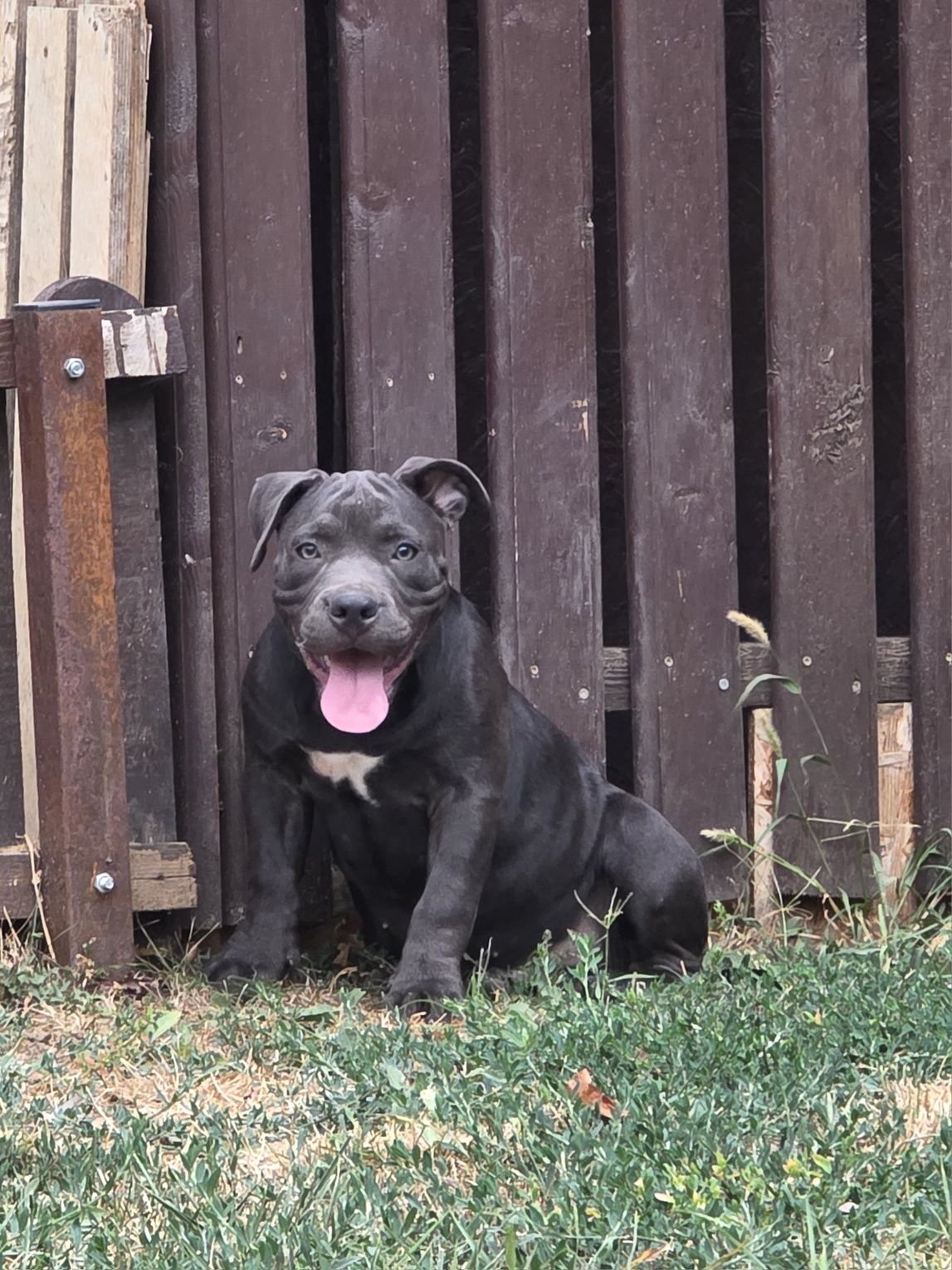 American Bully Pocket