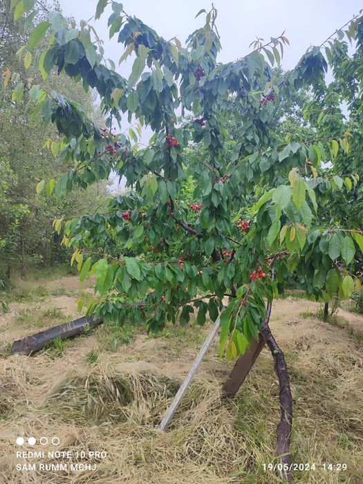 Gilos гилос  kuchatlari 13 xil sortimiz bor