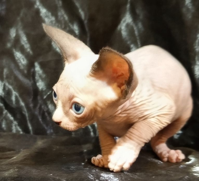 Сфинкс мальчик 1 месяц и 3 недели