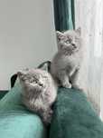 Pui British Shorthair