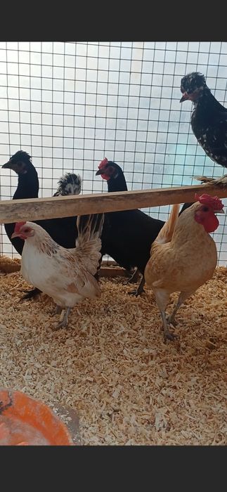 Япон Товуклари сотилади