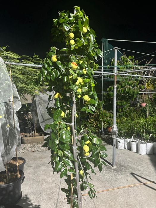 Jujube Giant la ghiveci anul 4