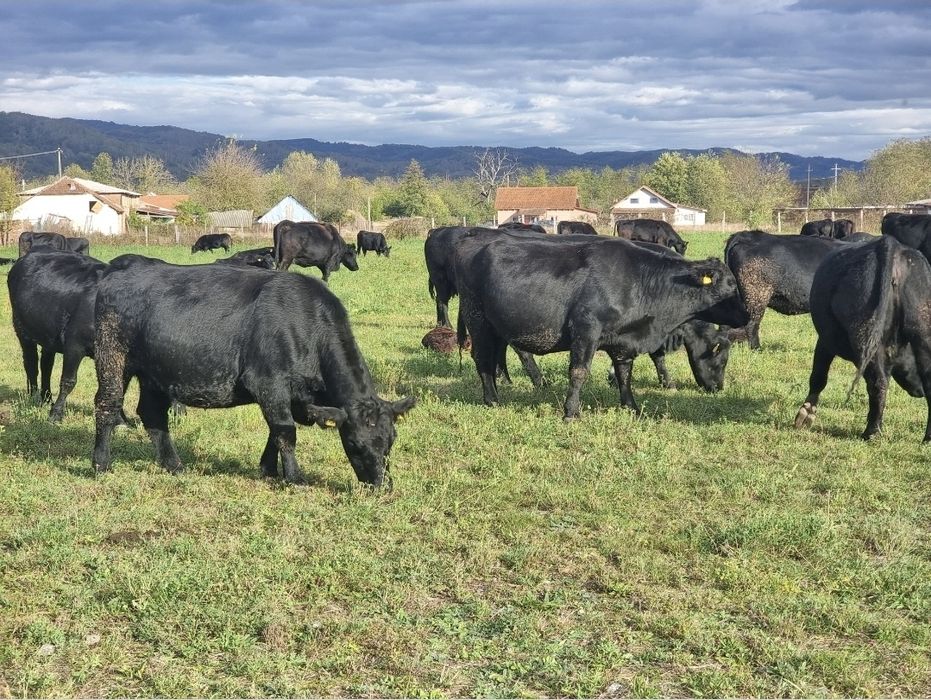 Vaci angus,taur,vitei