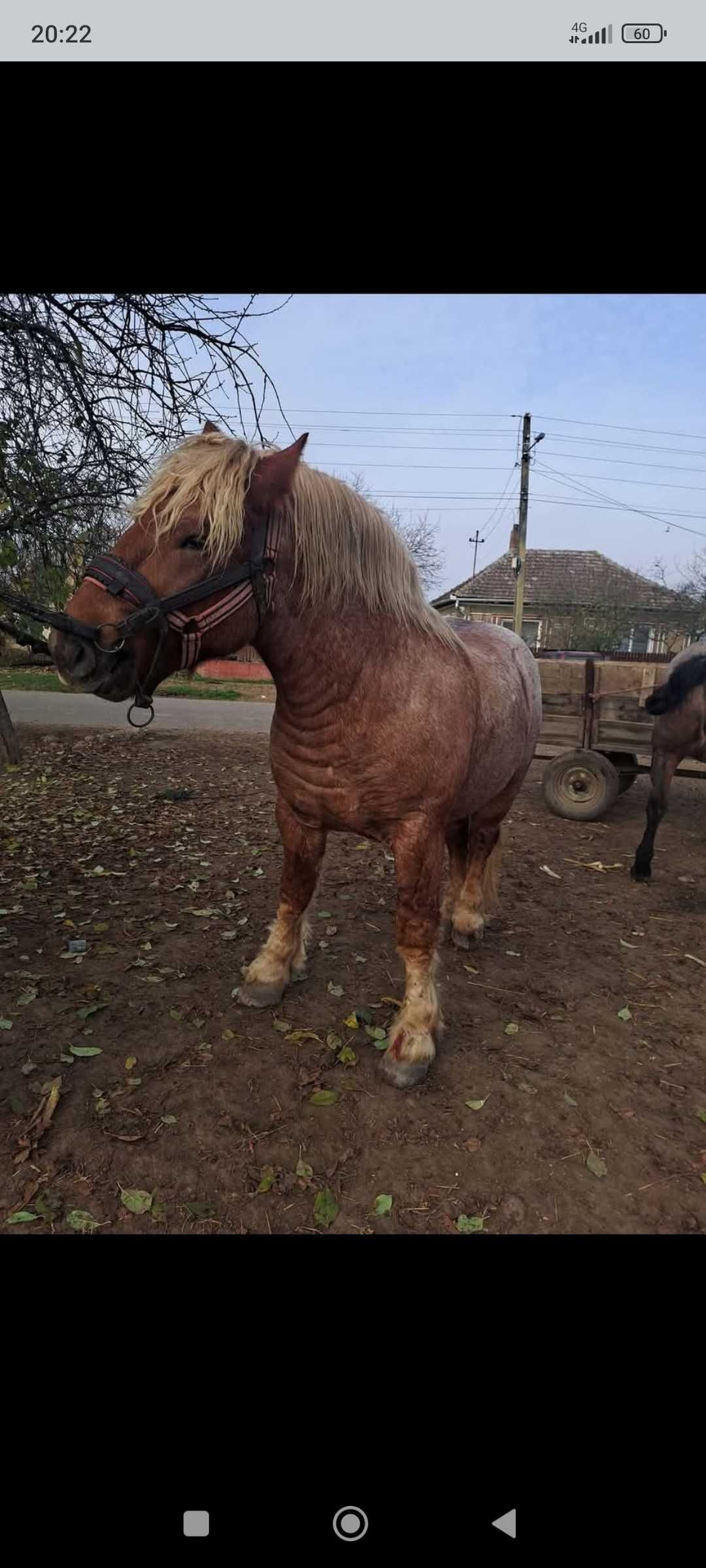 Vând iapa de 5 ani