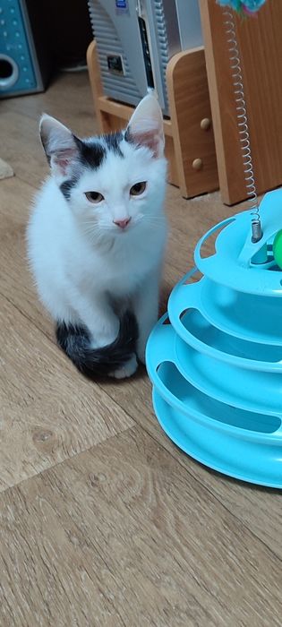Котодетки в самую добрую семью