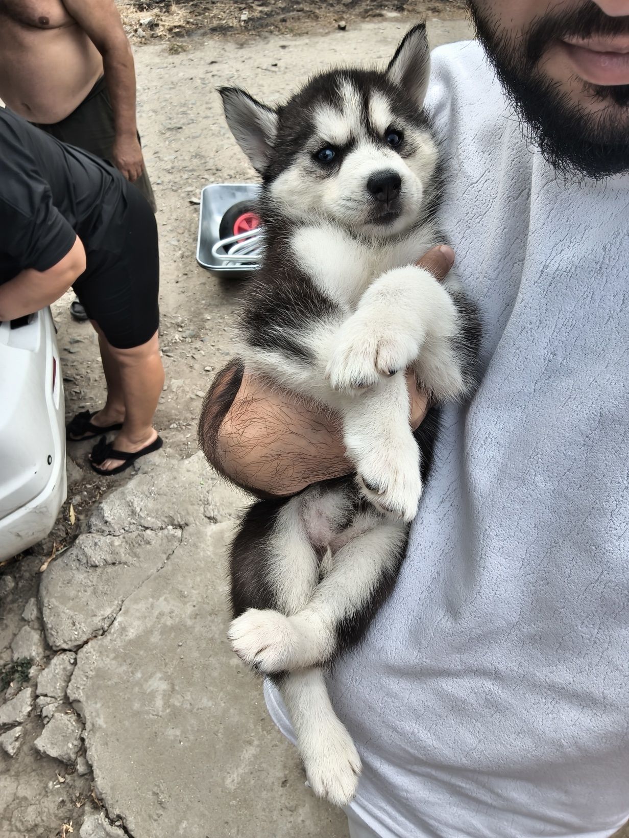 Pui Husky Siberian