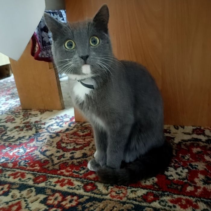 Отдам даром котов