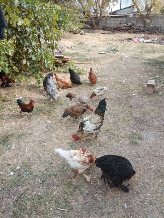 Тауык петух сатылады