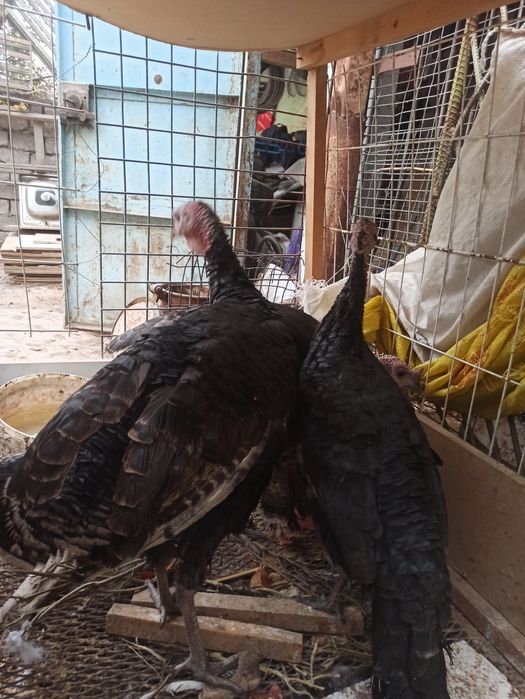 Kurka sotiladi индюки