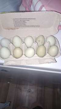 Oua  verzi si albastre pentru incubat