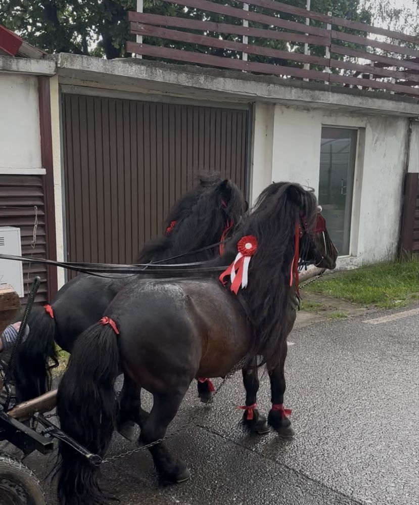Poneii armasari de montă