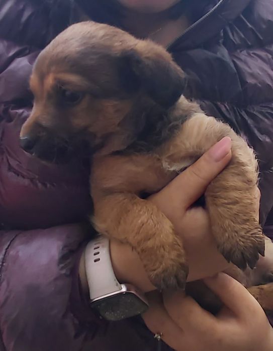 Donez caini talie medie