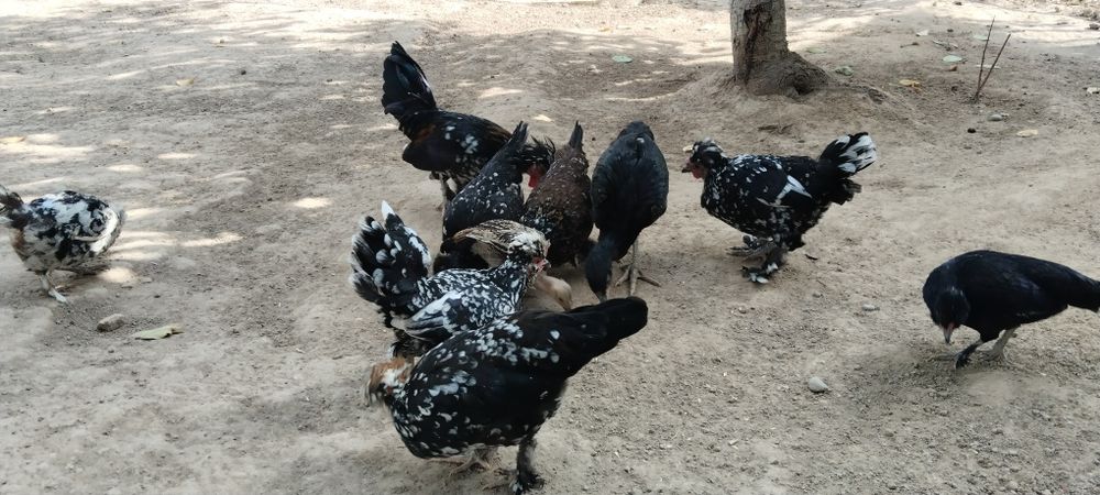 Продам японских курицы 1 петух и курицы 4  или обменяю на дакан циплят