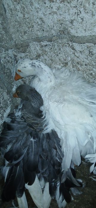 Pereche gâște crețe