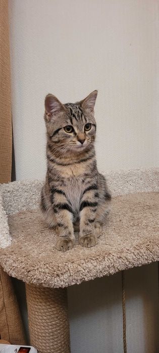 Отдадим котёнка в  добрые руки, в связи с переездом