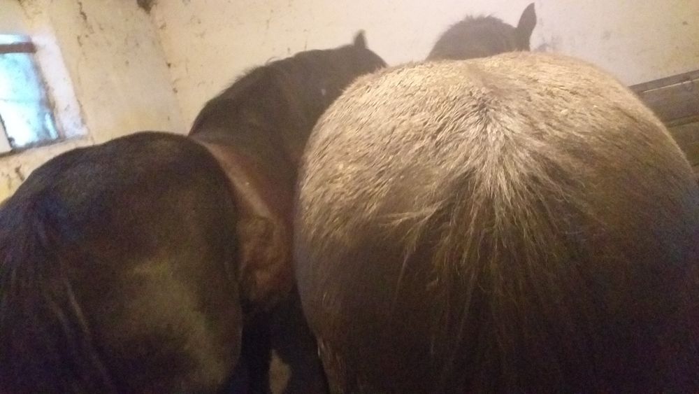 Vand 4 iepe si 4 manzi