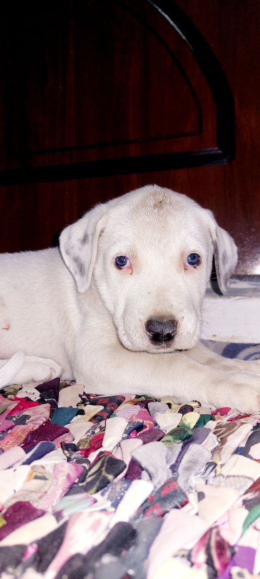 2 oylik pitbul kuchuk, sog'lom it