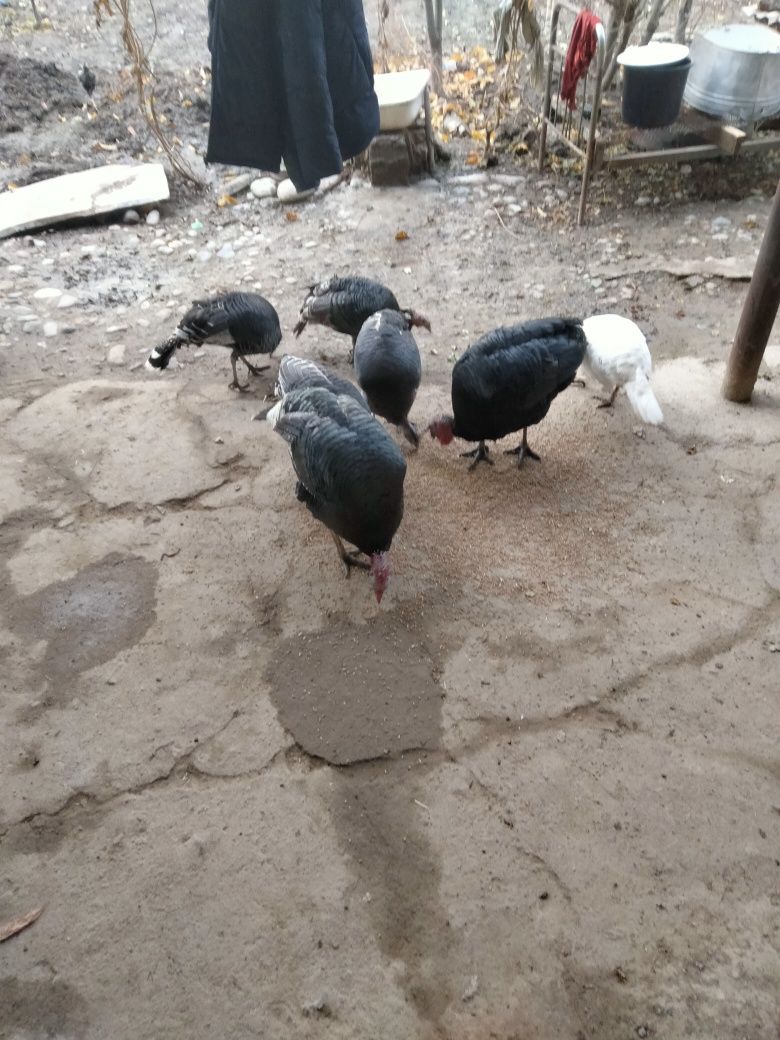 Sotiladigan kurkalar bar