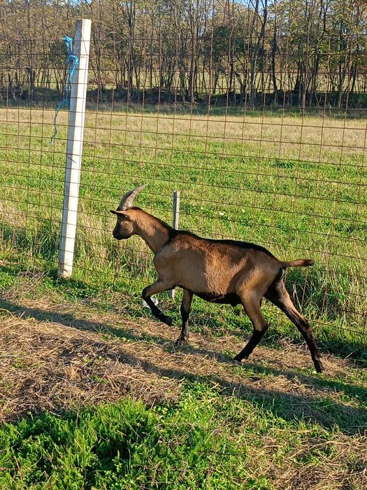 Țapi din primăvară