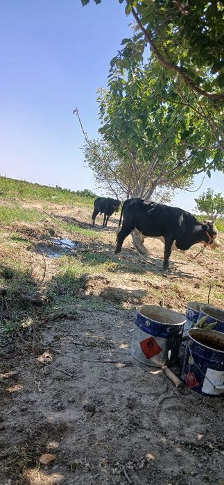 Новослар сотилади месни