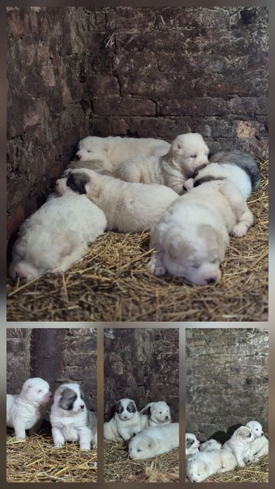 Щенки САО Алабай