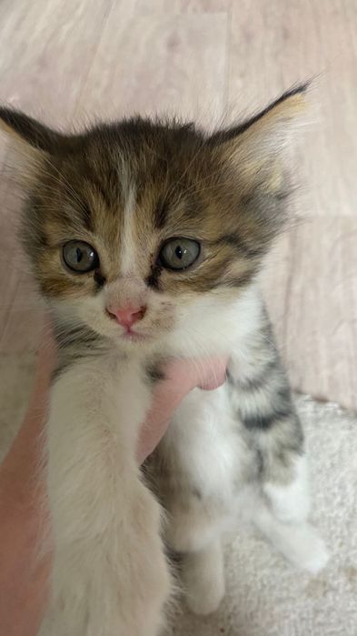 Котята в добрые и заботливые руки