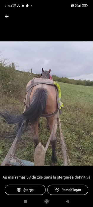 Cal cal de vânzare foarte bun
