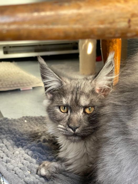 Pui Maine Coon pedigree 4 luni black smoke si pale black