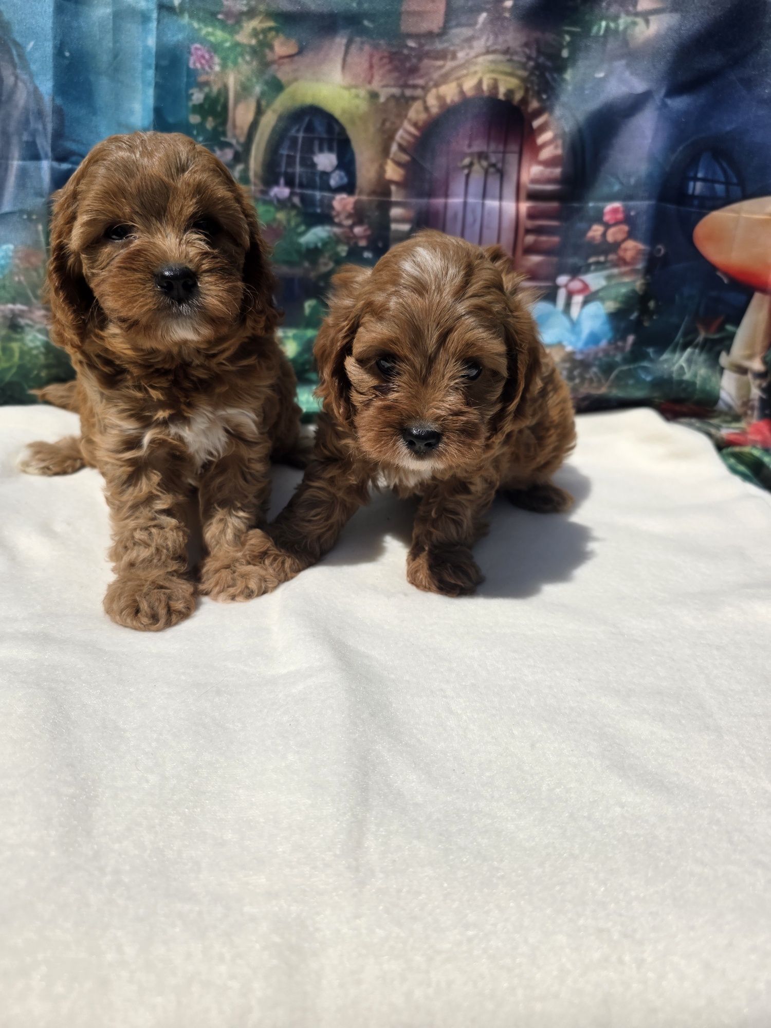 Кавапу/Cavapoo/Toy poodle