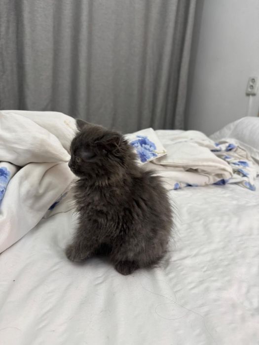 отдам котенка девочка породистая