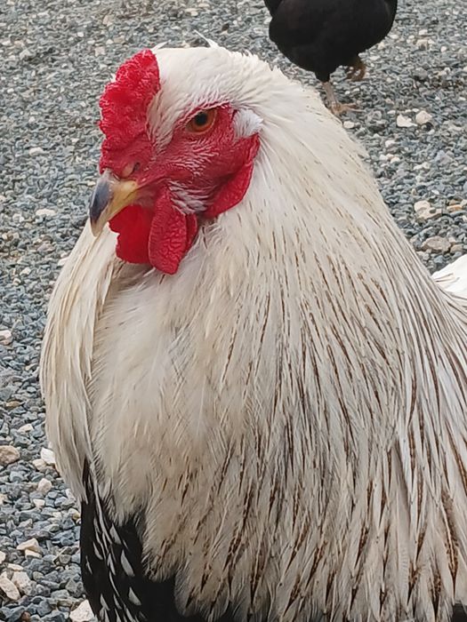 Cocoși brahma tineret