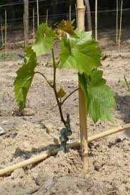 Узум кучатлари ссженцы винограда