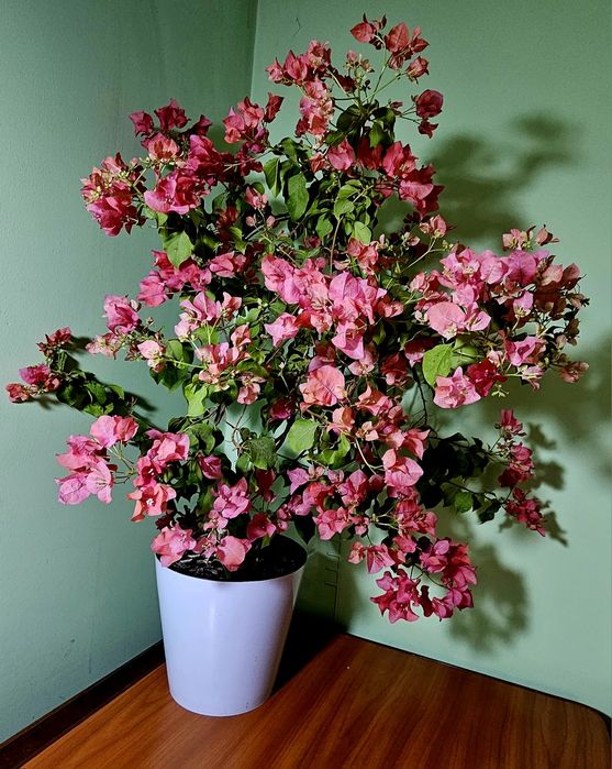 Бугенвиллия Красная и денежняя дерево