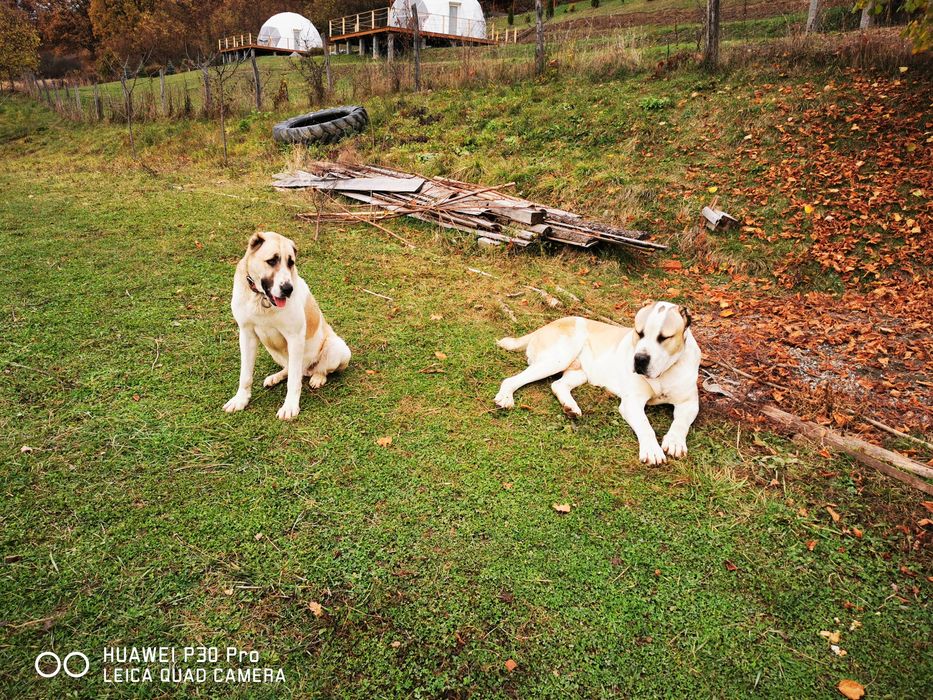 Mascul Asia Centrala