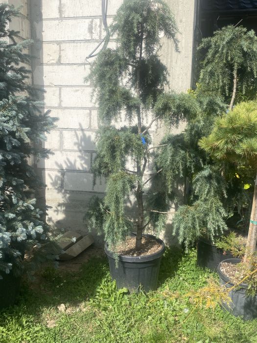Brazi,și plante ornamentale etc