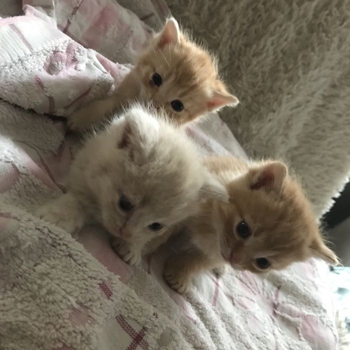 Продам котят британской породы
