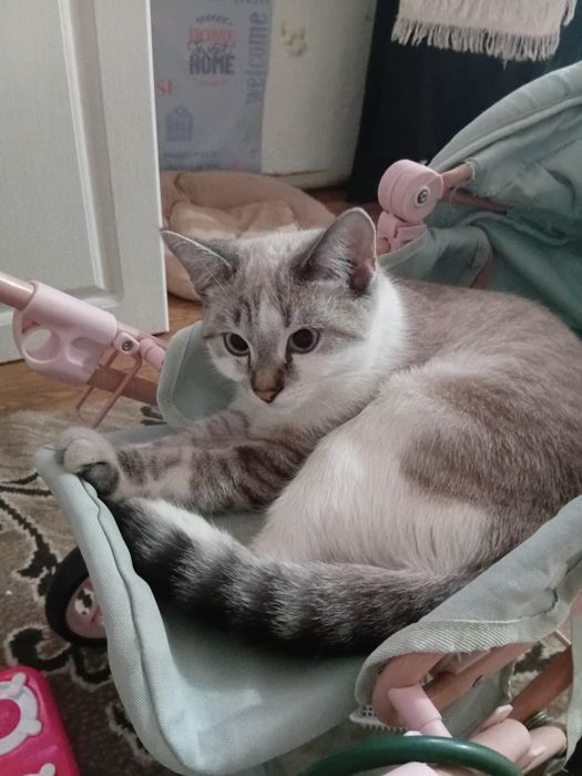 Отдам даром котика