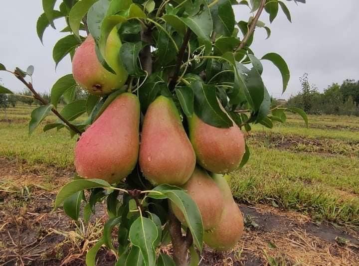 Pomi columnari pepiniera propie