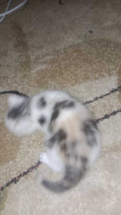 Котенок соттиш фолд