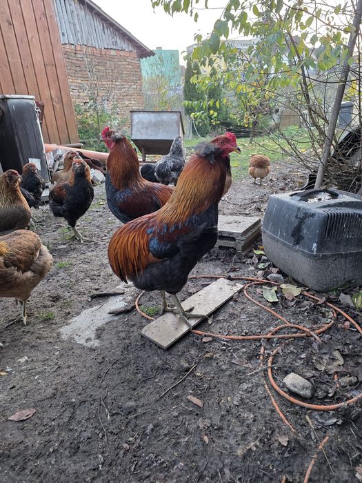 Cocoș araucana tineret