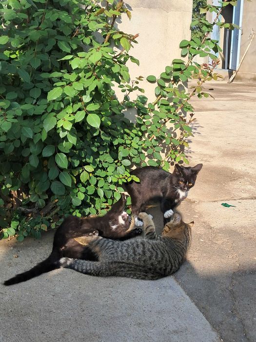 Котята (девочки)