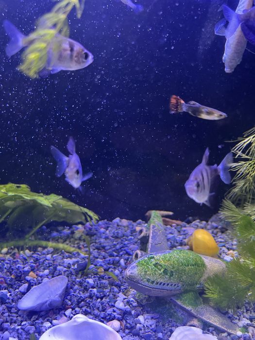 Обменяю аквариумных рыб