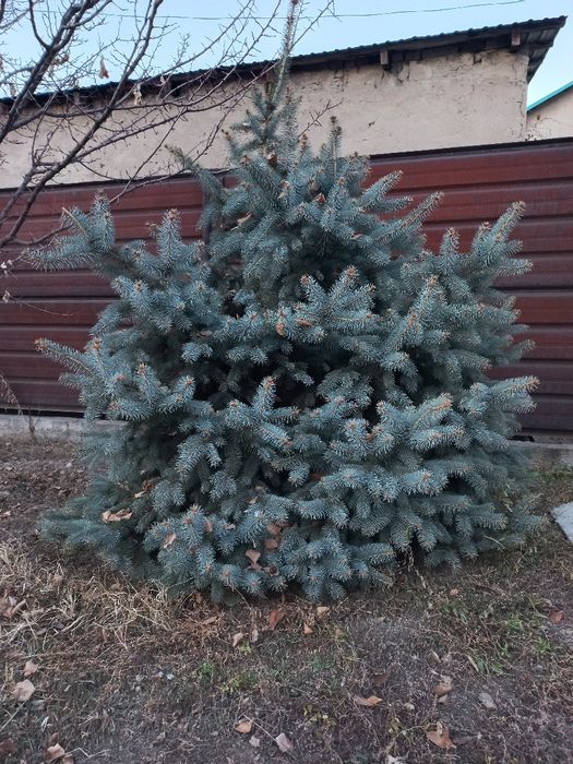 Продам голубую ель