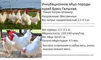 Инкубационное яйцо породы кур Бресс Гальская. Цена 800 тг/яйцо