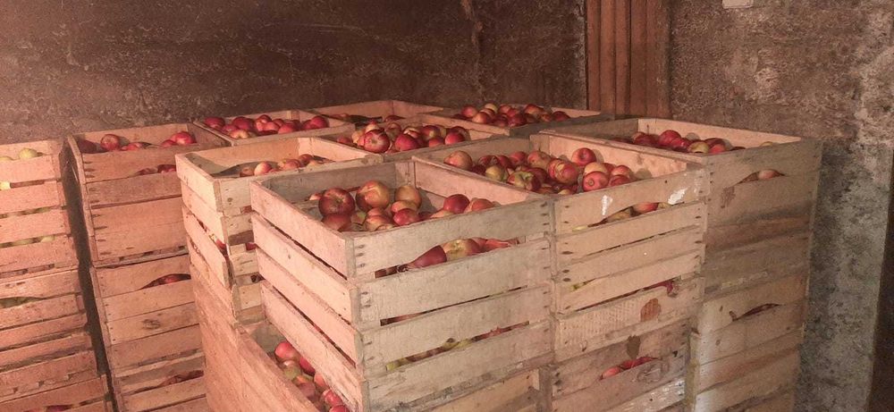 Vând mere proaspete, gustoase și sănătoase!